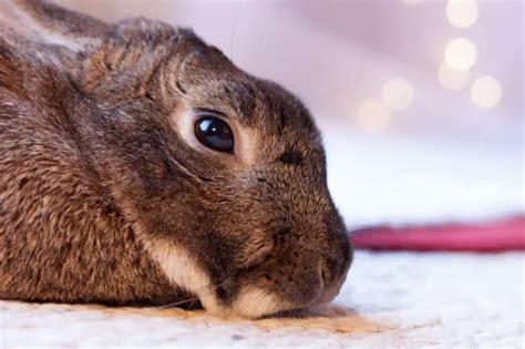 How To Tell If Your Rabbit Is Sad Or Depressed Simplyrabbits Rabbit