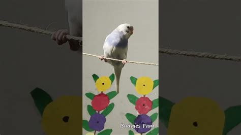 Cute Budgie Boo Boo Playing With Rope 💖💕🐦😆🤩 Shorts Youtubeshorts