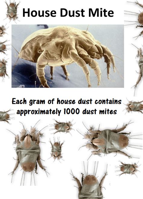 97 Cool Pictures Of Dust Mite Bites On Dogs Insectza