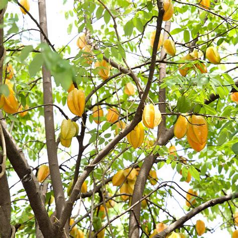 Starfruit Trees For Sale