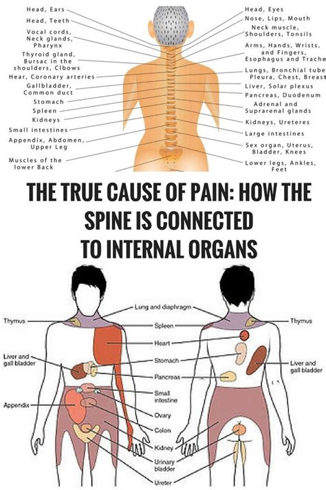 63 Best Ooh My Back Images On Pinterest Health Massage And Back Pain