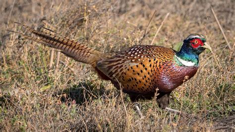 Ring Necked Pheasant Audubon Field Guide