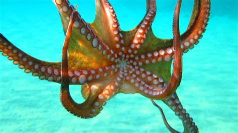 11 Different Types Of Octopus Plus Interesting Facts