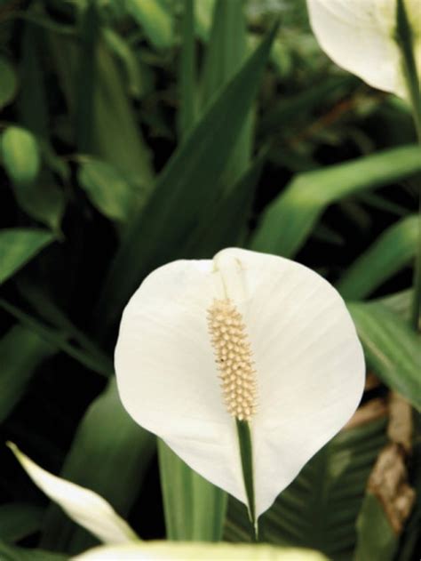 The Significance Of The Peace Lily Plant Hunker