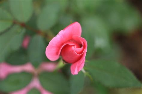Tiny Pink Rose Bud Rose Buds Rose Plant Life
