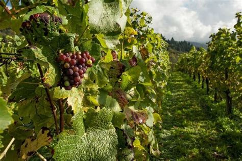 Best Oregon Pinot Noir Wineries Tantalizingly Weblog Slideshow