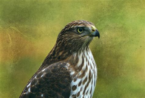 Hawk Portrait Photograph By Sandy Keeton Fine Art America