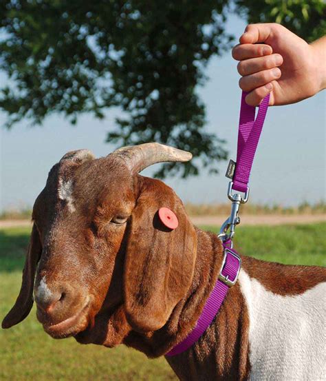 Goat collars plastic chain with metal quick link 36 long. Nylon Goat Leads Weaver Livestock - Halters, Collars Leads ...