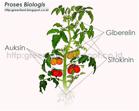 Hormon Pada Tumbuhan Counttree