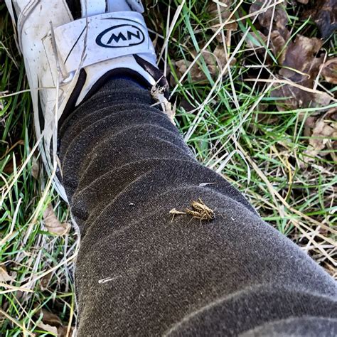 20181115 Grasshopper Broom Warwickshire Hopped Onto My Leg Flickr