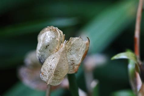 Decaying Translucent Seed Pod Free Stock Photo Public Domain Pictures