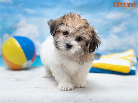 Petland Florida has Teddy Bear puppies for sale! Check out all our