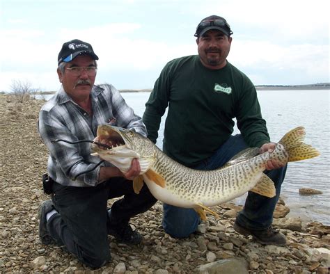 Montana Record Tiger Musky Caught The Spokesman Review