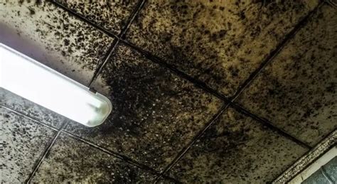 Mold On Ceiling Tiles Causes Removal And Prevention Guide