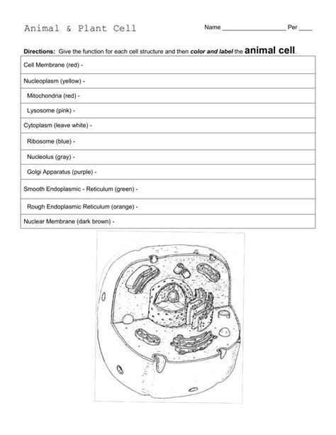 Superstar Worksheets Animal Cell Answers