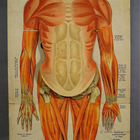 A Foldable Anatomical Wall Chart Depicting Human Musculature Etsy