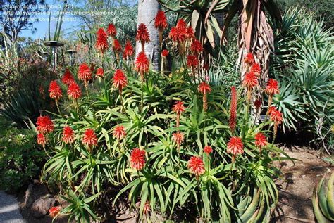 Plantfiles Pictures Aloe Species Aloe Scorpioides By Palmbob