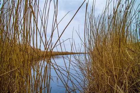 Nature Reed Grass Free Photo On Pixabay Pixabay