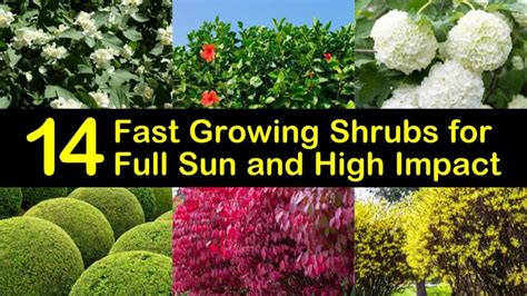 14 Fast Growing Shrubs For Full Sun And High Impact