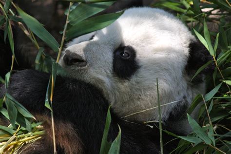 Panda Eating Pics4learning