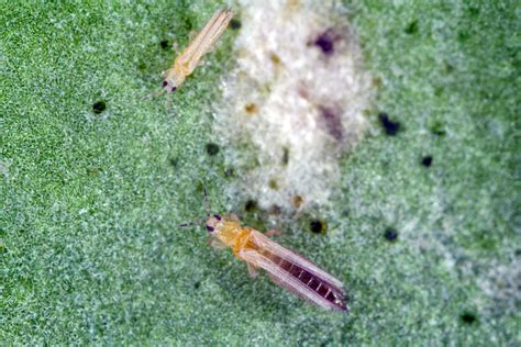 Top 10 How To Kill Thrips Indoors