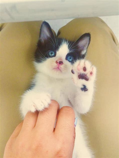 Emergency Kittens On Twitter 7xmuyel0al Kittens Cutest