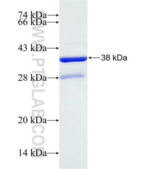 B4galt4 Fusion Protein Ag32337 Proteintech