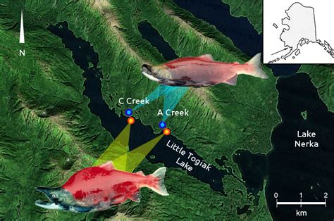 Sockeye Salmon Marine Population Genomics Lab