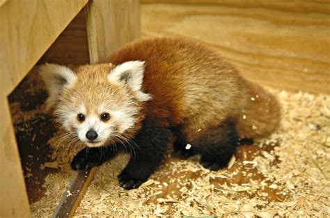 Newborn Baby Red Panda Kaydee Named After Hoop Star Kevin Durant