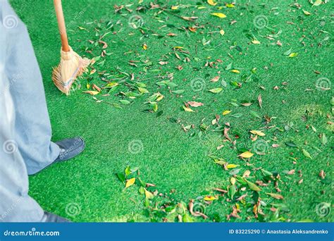 Working With Broom Sweeps Lawn From Fallen Leaves Stock Photo Image