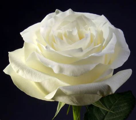 Ecuadorian Long Stem White Roses Vase In San Diego Ca House Of Stemms