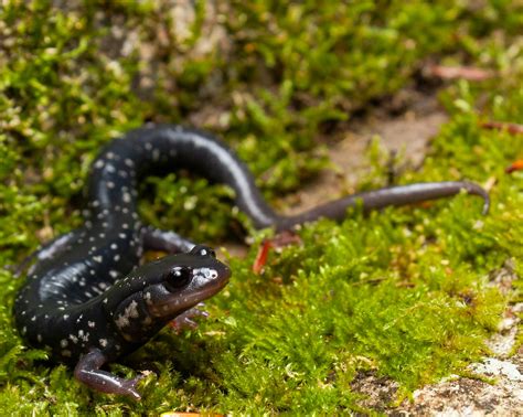 White Spotted Slimy Salamander Plethodon Cylindraceus Flickr