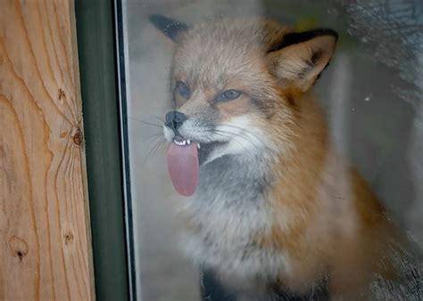 Animals Licking Glass That Have No Idea How Silly They Look Artfido