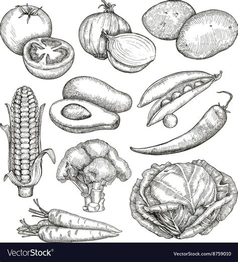 Vegetables Sketches Hand Drawing Set Royalty Free Vector