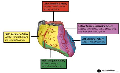 Vasculature Of The Heart Teachmeanatomy