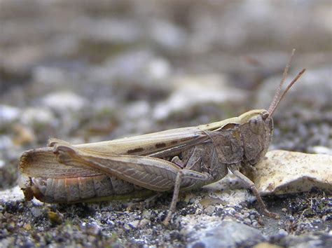 Grasshopper A Common Field Grasshopper Corthippus Brunneu Flickr