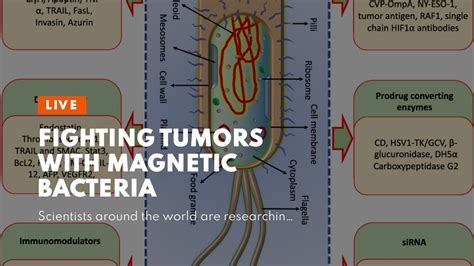 Fighting Tumors With Magnetic Bacteria Youtube