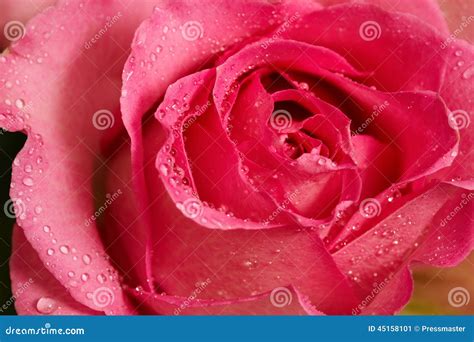 Pink Rosebud Stock Image Image Of Florist Detail Closeup 45158101