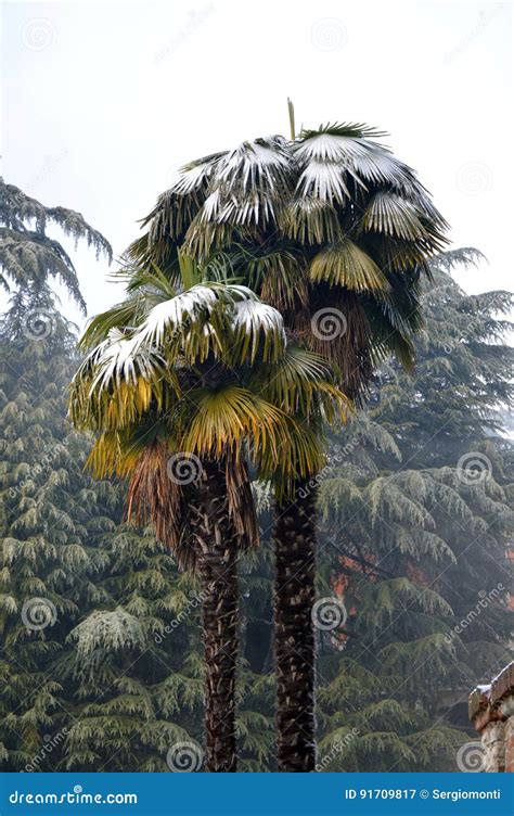 Palm Trees With Snow Winter Scene Stock Image Image Of Scene Freeze
