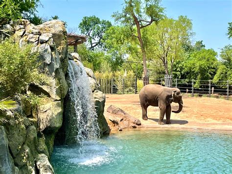 Your Sneak Peek Inside Fort Worth Zoos New Elephant Wonderland — This