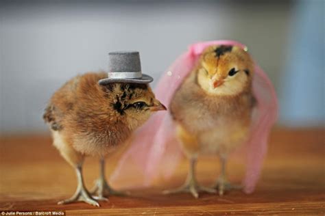 Photographer Takes Inspiration From Daughter 7 To Dress Chicks In