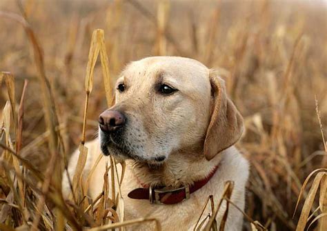 Hunting Dog Names Unique Ideas For Males And Females