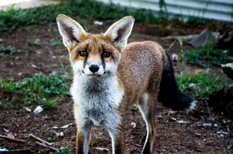 Fox Biology Behaviour And Ecology Pestsmart