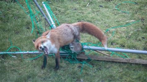 Fox Trapped In Broken Washing Line In Edinburgh Bbc News
