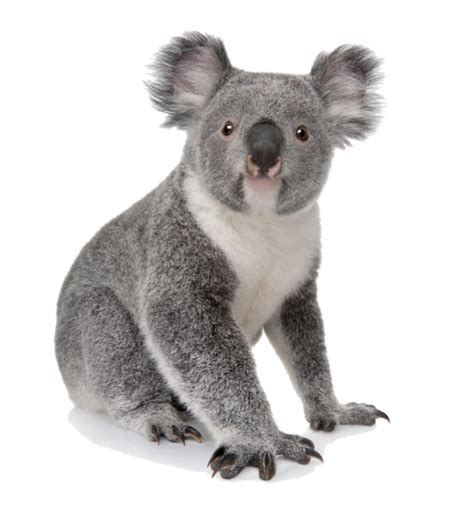 Koala Learn To Draw Zoo Animals Step By Step Instructions For More
