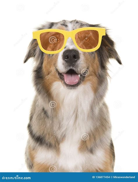 Portrait Of A Happy Smiling Australian Shepherd Dog Wearing Yellow