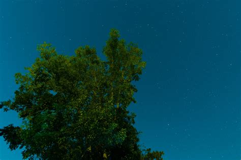 Free Images Tree Sky Sunlight Star Moonlight Ecosystem