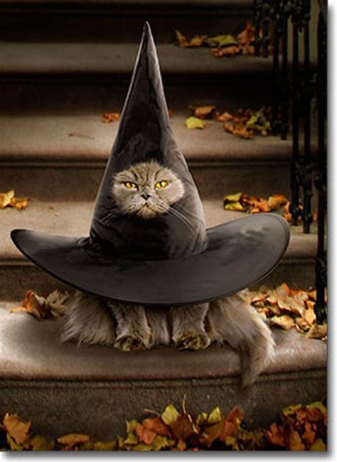Cat Inside Witch Hat Funny Halloween Card Greeting Card By Avanti Press 12615757743 Ebay
