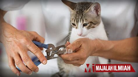 Cara Memotong Kuku Kucing Yang Ramai Pencinta Kucing Tak Tahu