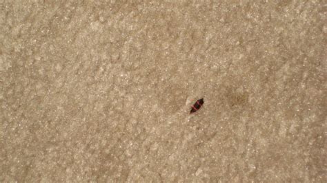 How To Rid Your Carpet Of Fleas Flea Bites Have You Noticed Fleas
